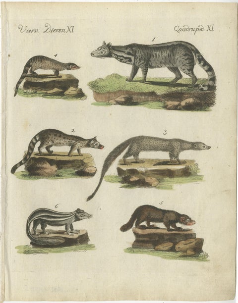 Old Hand-Colored Antique Print of a Civet and Skunks, Published in circa 1820, view 2