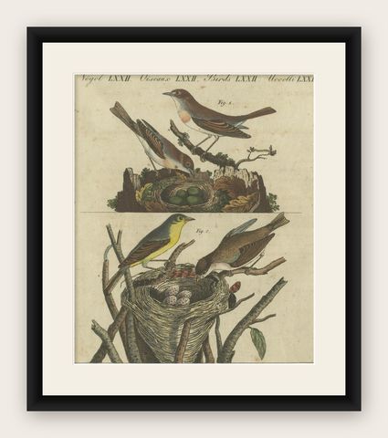 Common Nightingale and Chiffchaff with Nest and Eggs, 1805 Engraving by Bertuch, shown framed