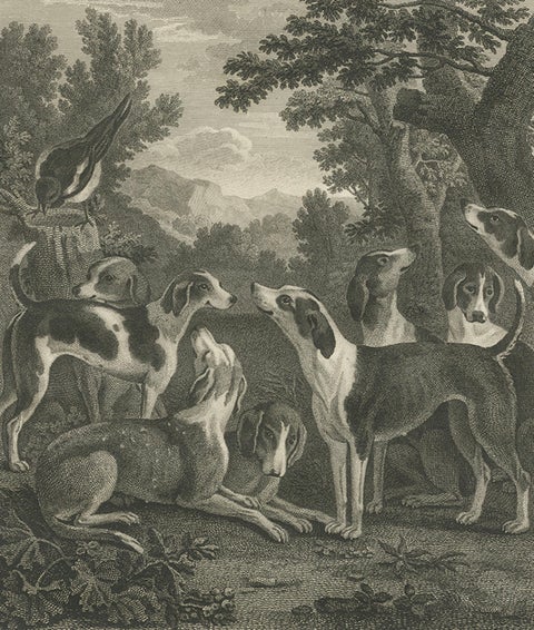 Hounds & Magpye Antique Engraving, English Sporting Art, 1775, close-up 3