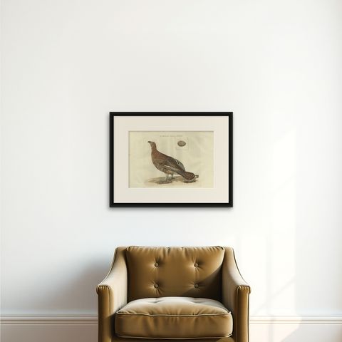 Antique Bird Print of the Female Black Grouse by Sepp & Nozeman, 1789, shown framed on a wall