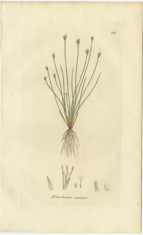 Set of 8 Antique Botanical Engravings of Spike-Rush and Bulrush Species, c.1830, view 5