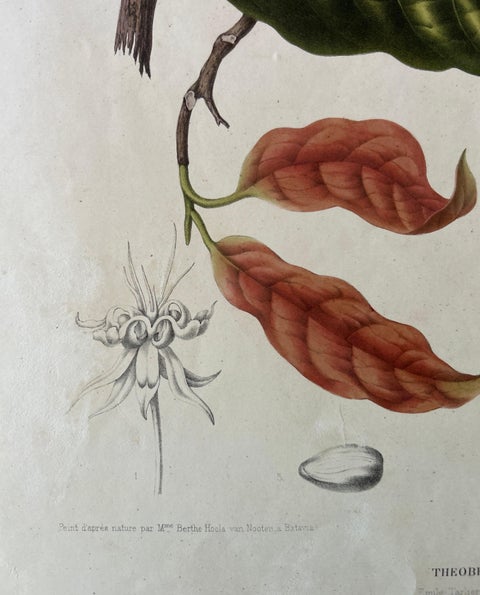Theobroma Cacao, Cocoa Tree Botanical Lithograph c.1863, view 6