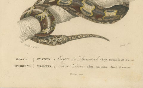 Snake Print of Sand Boa and Boa Constrictor, c.1850, by Orbigny, close-up 1