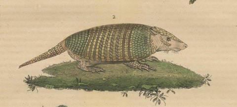 Antique Animal Engraving with Sloth, Armadillos and Pangolin, ca.1825, close-up 4
