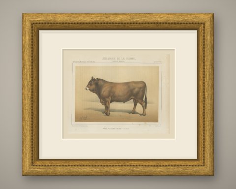 Parthenais Bull, French Cattle Breed, Antique Chromolithograph by Borie, 1863, shown framed