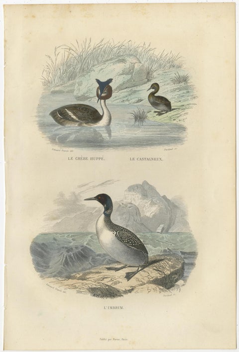 Set of 3 Antique Bird Prints Tern, Frigatebird, Great Crested Grebe by Buffon, view 2