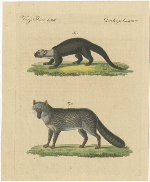 Original Hand-Colored Antique Print of a Weasel and Fox species, view 2