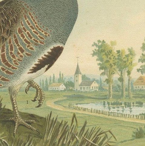 Partridges in Rural Landscape, Antique 19th Century Bird Chromolithograph, close-up 5