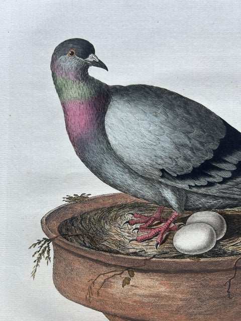 Rock Dove or Common Pigeon, Hand-Coloured Engraving with Dutch Text, 1770–1829, view 7