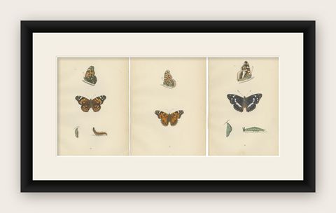 Wings of Elegance: A Victorian Exploration of British Butterfly Splendour, 1890, shown framed