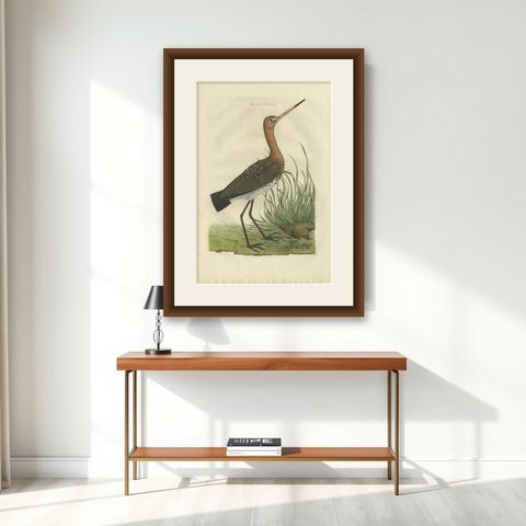 Antique Bird Print of the Black-Tailed Godwit by Sepp & Nozeman, 1770, shown framed on a wall
