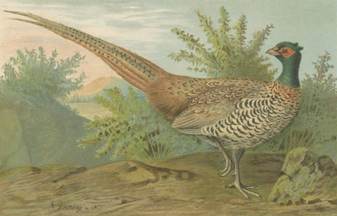 Pheasant and Wild Turkey, Antique Chromolithograph Game Birds c.1895, close-up 5
