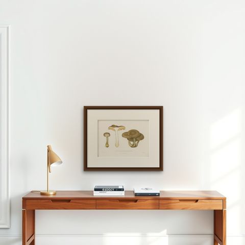 Antique Mycology Print of the Armillaria Mellea by Fries, c.1860, shown framed on a wall