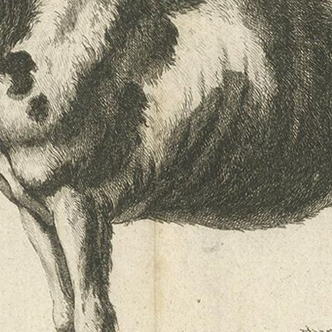 Antique Print of a Comtois Horse by Fessard, '1819', close-up 2