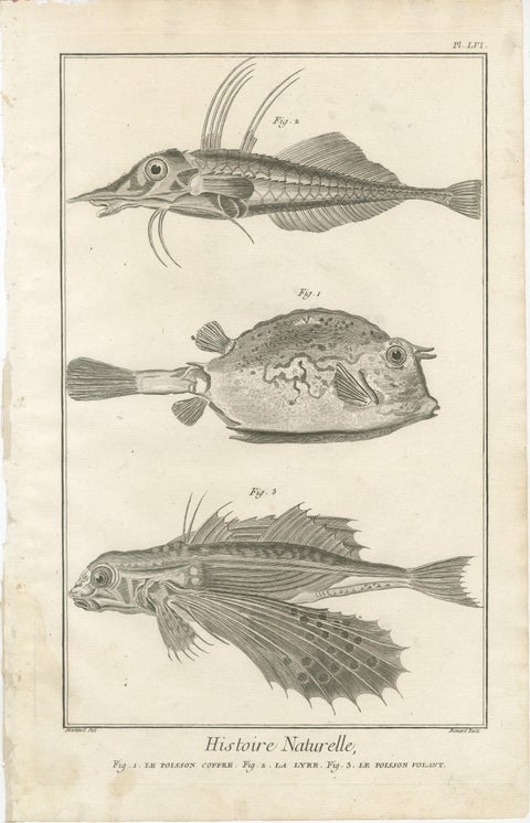 Rare 18th Century Fish Prints, Histoire Naturelle Engravings, ca.1770, view 4