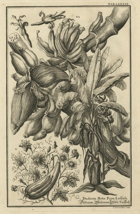 Biblical Botanical Print, Dudaim Melon Engraving by Corvinus, 1731, close-up 1
