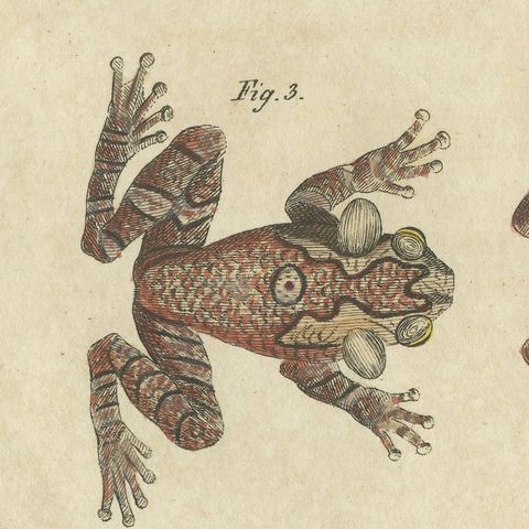 Five Tree Frogs, Antique Bertuch Print, Vienna, circa 1815, close-up 1