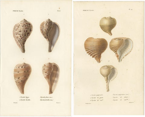 Set of 2 Antique Pyrula Shell Prints by Kiener, 'circa 1840', view 4