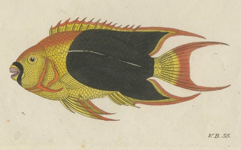 Original Antique Print of Three Exotic Tropical Fish by Bertuch, c.1800, close-up 6