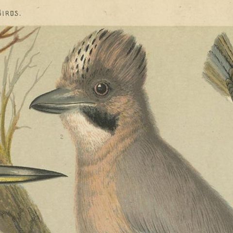 Antique Bird Print of the Green Woodpecker, Jay, Nuthatch, 'circa 1880', close-up 1