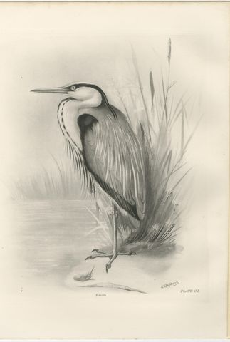 Grey Heron, Antique Bird Print after Lilian Medland, circa 1909