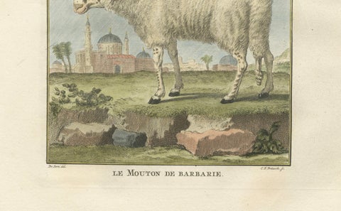 Rare Barbary Sheep Engraving, Hand-Coloured Buffon Amsterdam Edition, 1769, close-up 4