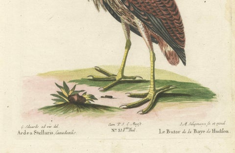Hand-Colored Engraving of the Hudson Bay Heron by Johann Michael Seligmann, 1770, close-up 4
