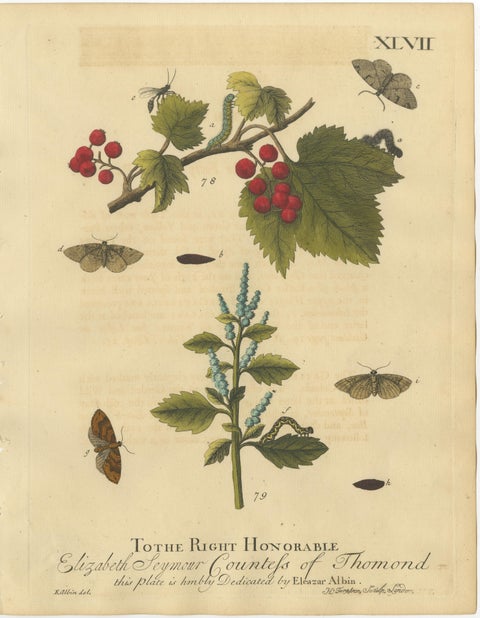 English Moths and Caterpillars on Hawthorn & Flowering Plant, Antique Print 1720, view 2