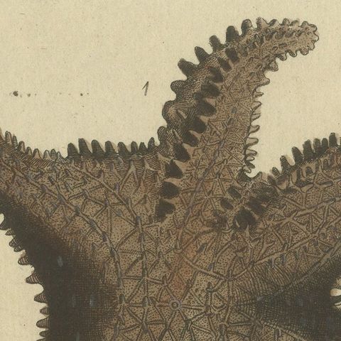 Antique Handcolored Engraving of Starfish and Marine Creatures, c.1800, close-up 5