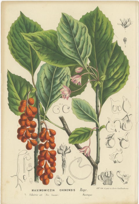 Vibrant Blossoms: Mysore Trumpetvine, Chinese Teaberry and Colombian Isoloma, view 3