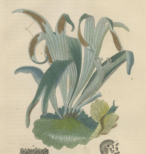 The Golden Leather Fern - An Antique Masterpiece of Botanical Illustration, 1845, close-up 1