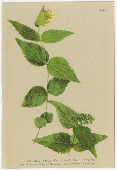 Set of 8 Antique Alpine Botanical Chromolithographs, Atlas der Alpenflora 1897, view 9