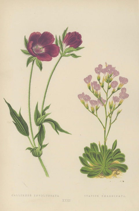 Alpine Botanical Prints of Alpine Blue Gilia and Purple Poppy Mallow, 1874, close-up 3