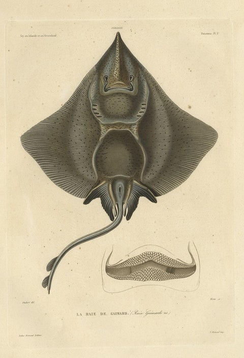 Rare Decorative Hand-colored Antique Plate of The Gaimard's Ray Fish, 1842, close-up 1