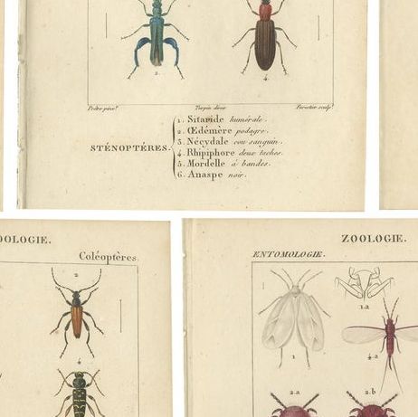 Set of 9 Antique Prints of Various Insects by Turpin, 1816, close-up 2