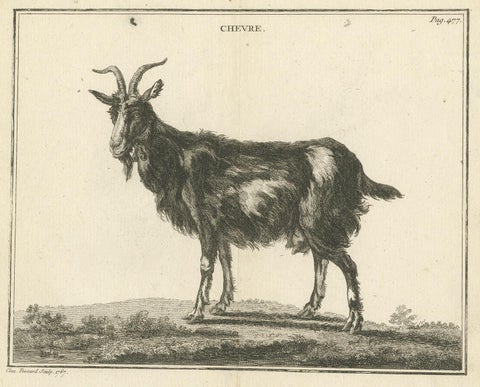 Antique Print of a Goat by Fessard, 1819, view 4