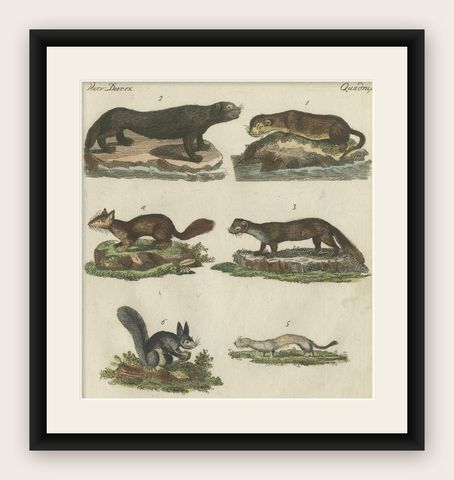 Antique Print of Otters, Martens, Ermine, a Squirrel and a Beaver, circa 1820, shown framed
