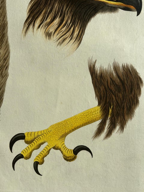 White-Tailed Eagle, Falco leucocephalus hornotinus, Netherlands, 1829, view 6