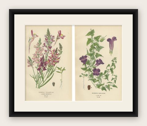 1897 Botanical Prints, Purple Toadflax and Maurandya Barclayana, shown framed