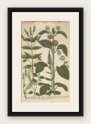 Copper Engraving of Spike Speedwell and Various Other Plants, 1745, shown framed
