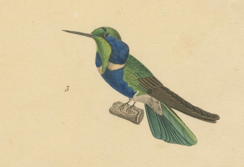 Ornithological Illustration of Hummingbirds by N.Huet and J.G.Prêtre, 1838, close-up 1