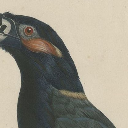 Stunning Hand-Colored Antique Prints of a Toucan, 1806, Rare!, close-up 1