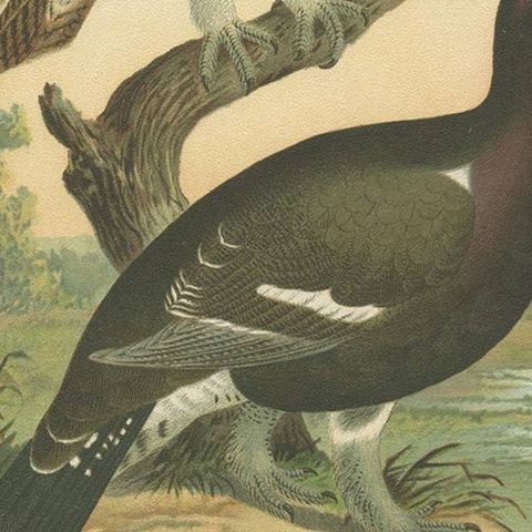 Antique Bird Print of the Black Grouse 'Hybrid' by Naumann, circa 1895, close-up 2
