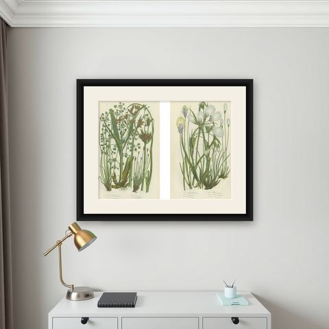 Common Wall Spleenwort Ferns, Victorian Botanical Prints, 1873 Pair, shown framed on a wall