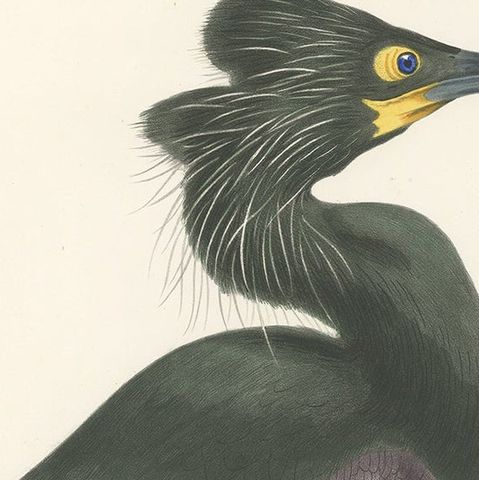 Spectacular Rare Old Original Bird Print of The Spectacled Cormorant, 1868, close-up 1