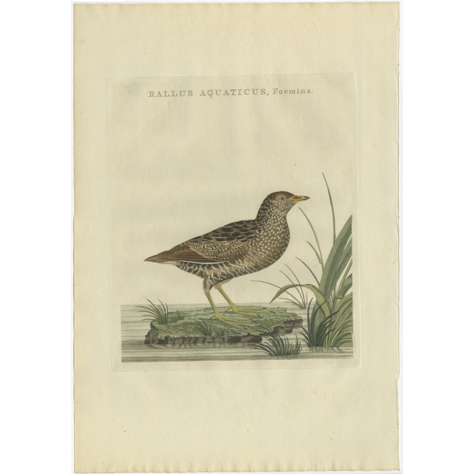 Antique Bird Print of the Female Water Rail Bird by Sepp & Nozeman, 1797