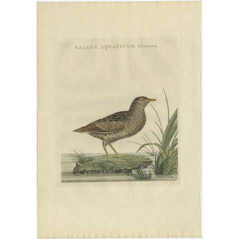 Antique Bird Print of the Female Water Rail Bird by Sepp & Nozeman, 1797