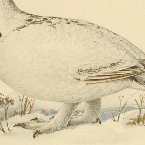 Antique Bird Print of the Western Capercaillie 'Male' by Von Wright, 1929, close-up 2