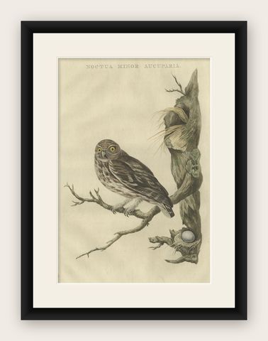 Antique 18th Century Engraving in Old Handcoloring of a Little Owl, 1770, shown framed