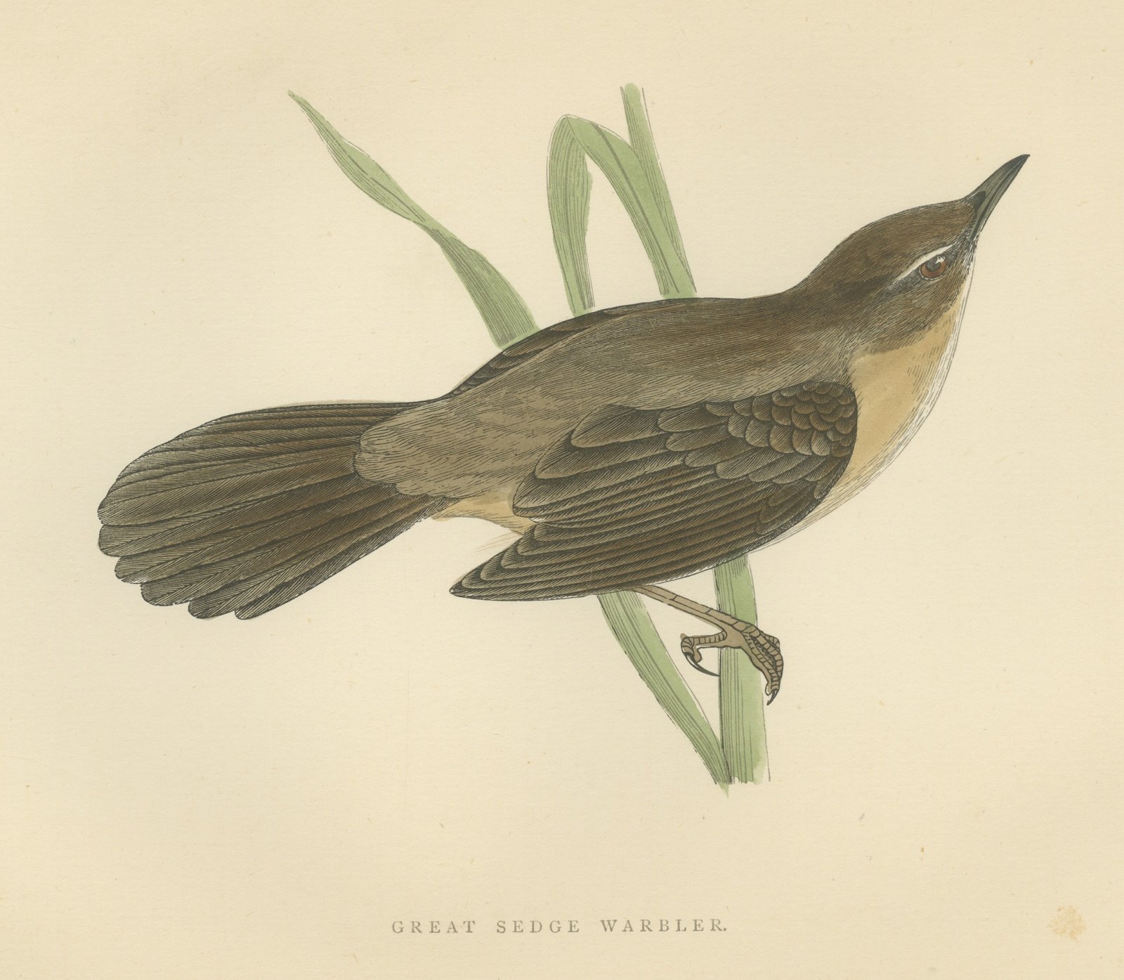 Great Sedge Warbler or Great Reed Warbler Clinging to a Reed, Morris, 1896